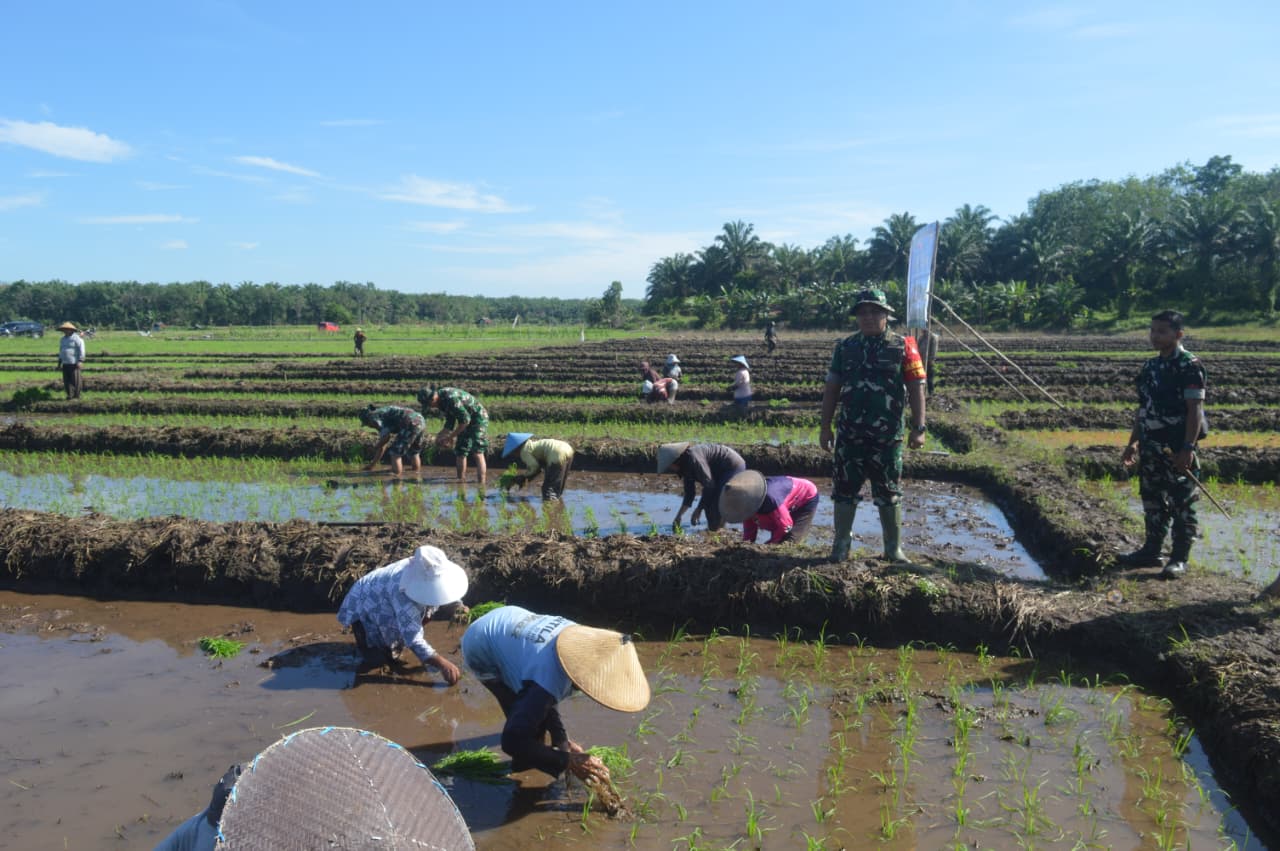 Dari Sawah ke Ketahanan Pangan, TMMD Reg 128 Dorong Produktivitas Desa