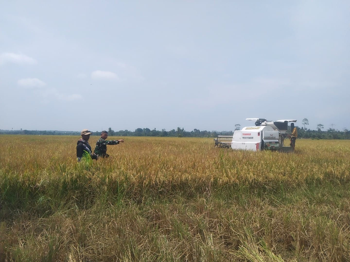 Sinergi Babinsa Pacu Semangat Panen di Paya Leupah