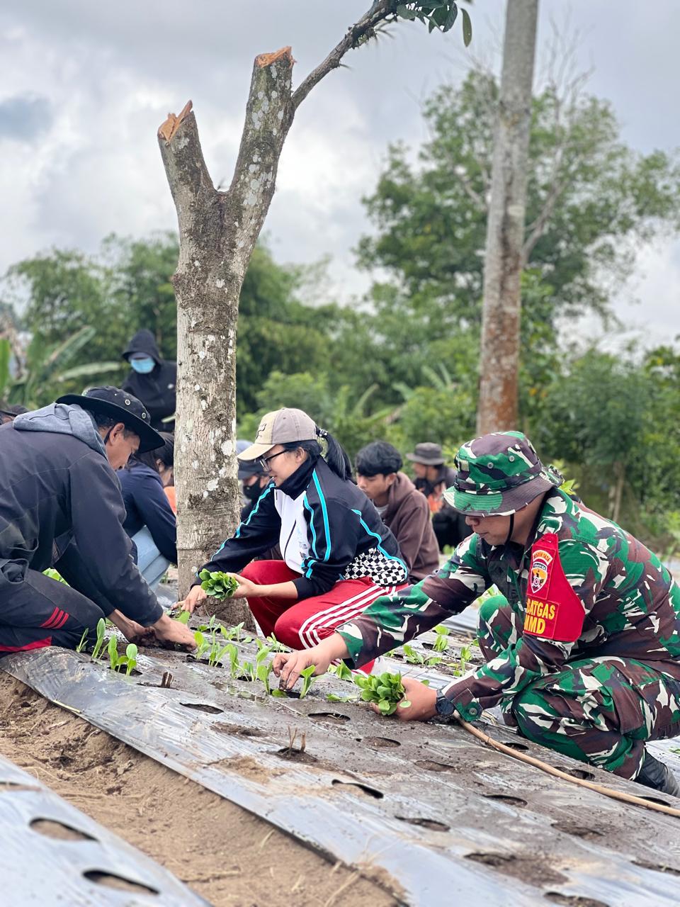 Budidaya Pakcoy Jadi Strategi Satgas TMMD Ke-129 Kodim 1626/Bangli Perkuat Ketahanan Pangan